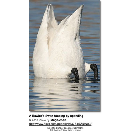 Feeding Swans, Geese and Ducks