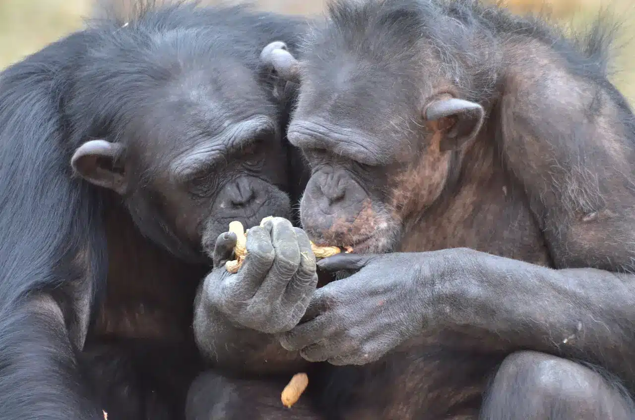 What Do Chimps Eat? Informaion | All About Wildlife