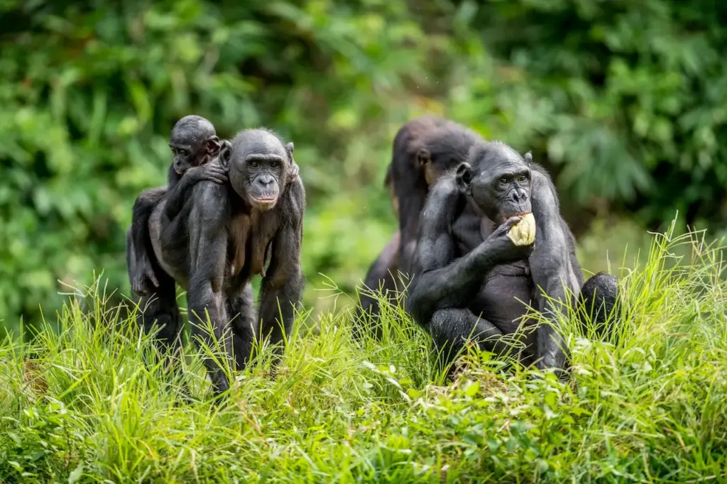 Endangered Rainforest Species Chimps Bonobos |All About Wildlife