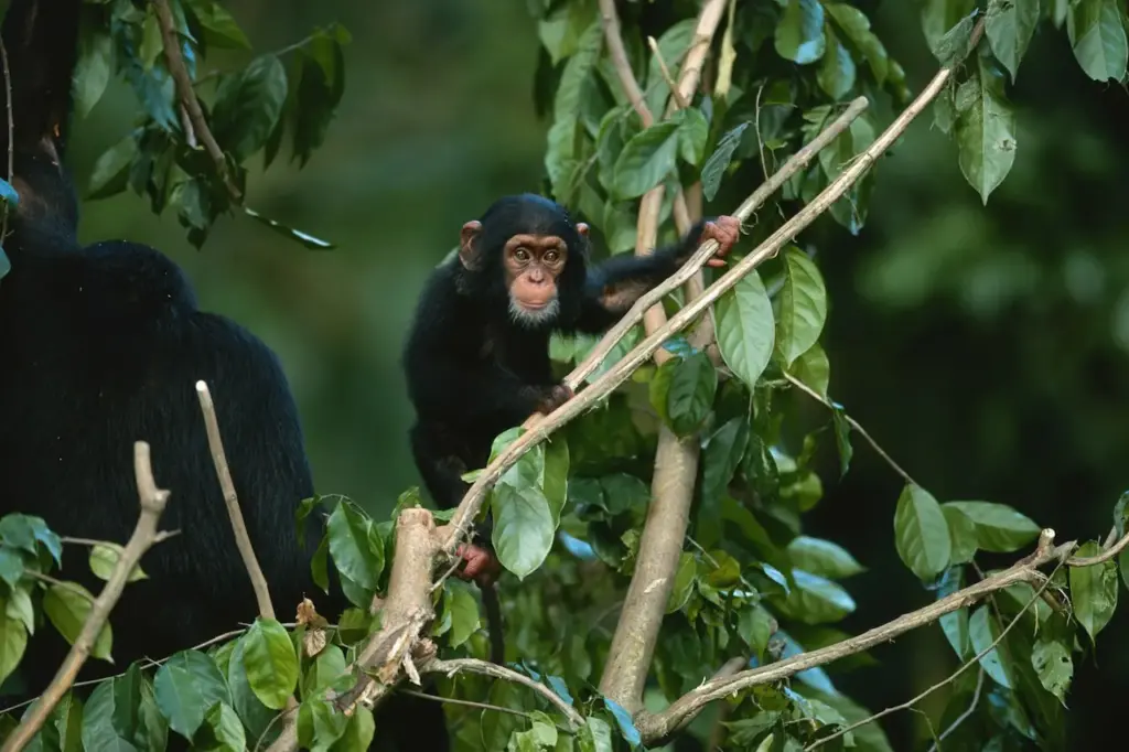 Chimpanzee Habitat | Chimpanzee And Bonobo | All About Wildlife