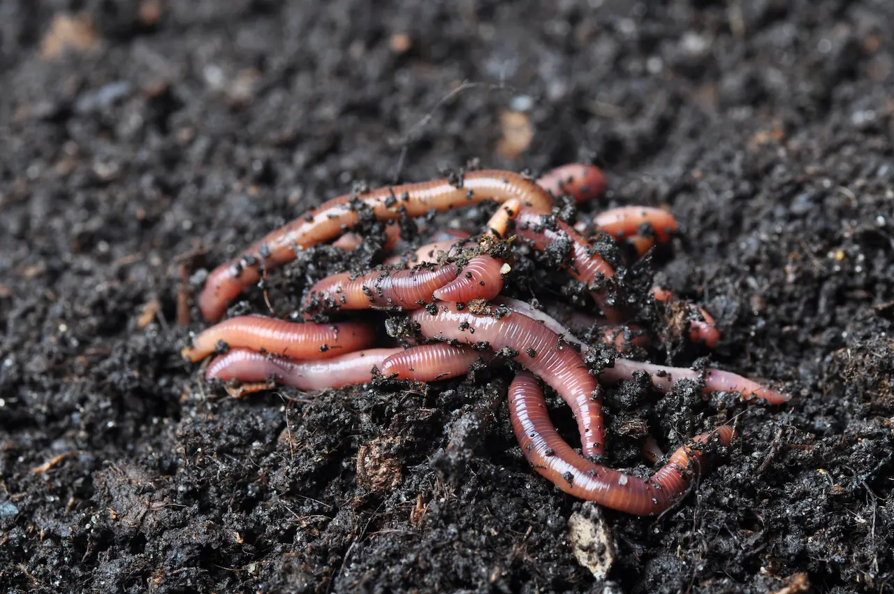 Invasive Worms In American Soil Information All About Wildlife