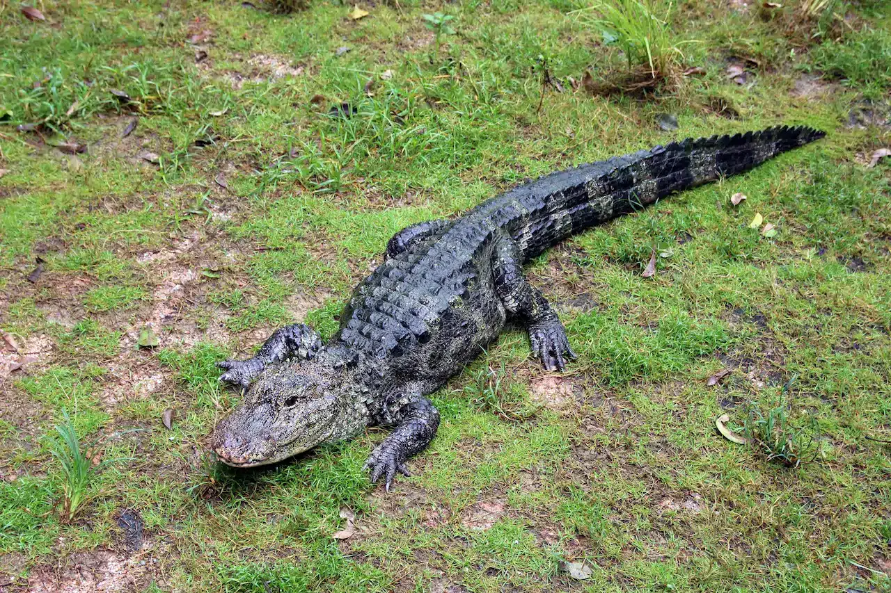 The Chinese Alligator Saved From Extinction | All About Wildlife