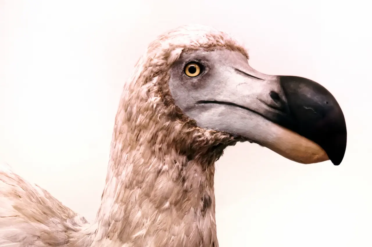 Saving The Dodo Bird Information | All About Wildlife