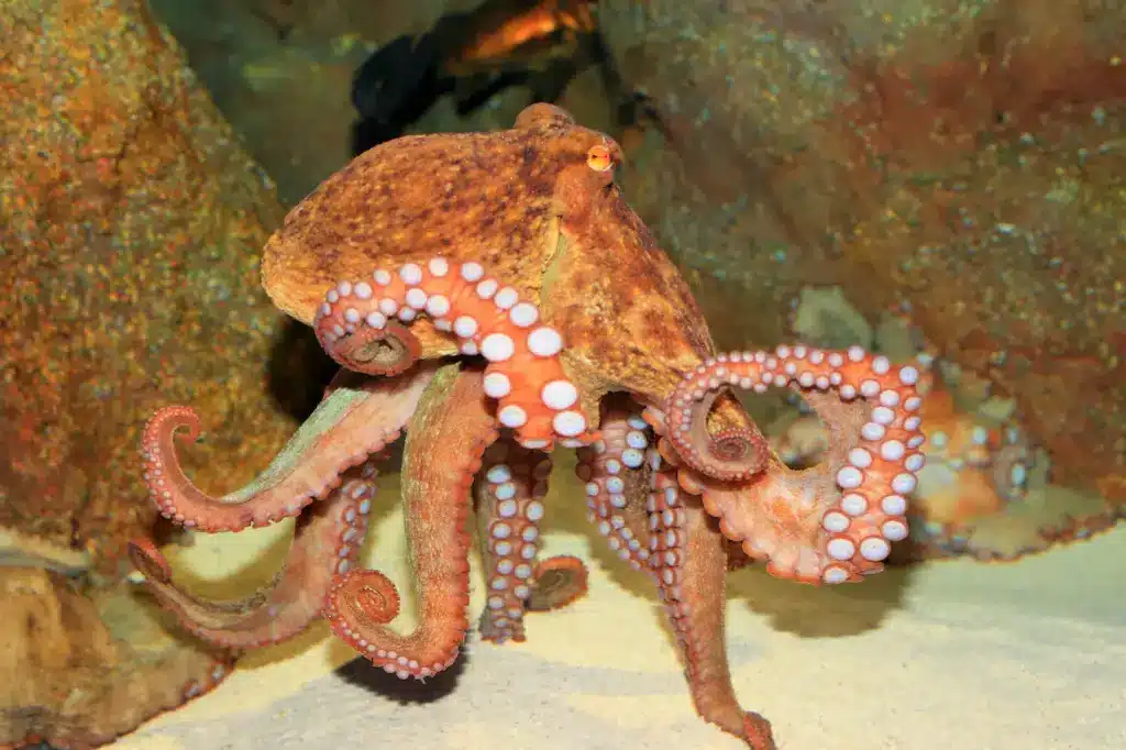 An Octopus Walking Underwater 