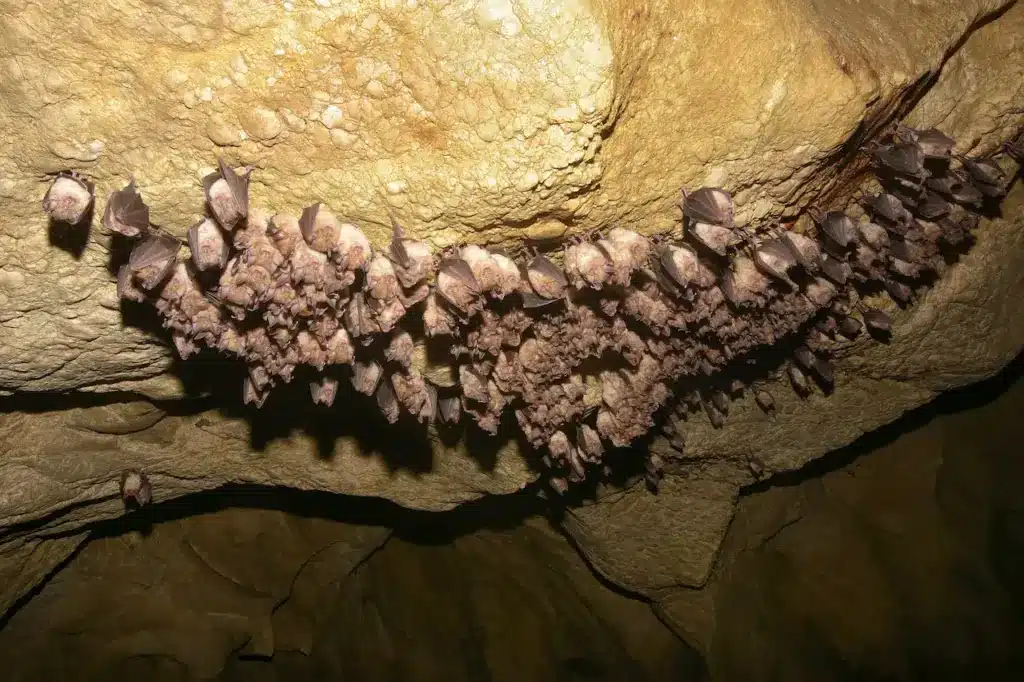 Bats on the Cave 