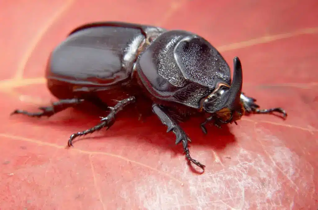  Beetle Rhinoceros Crawling On A Leaf, What Eats Beetles?