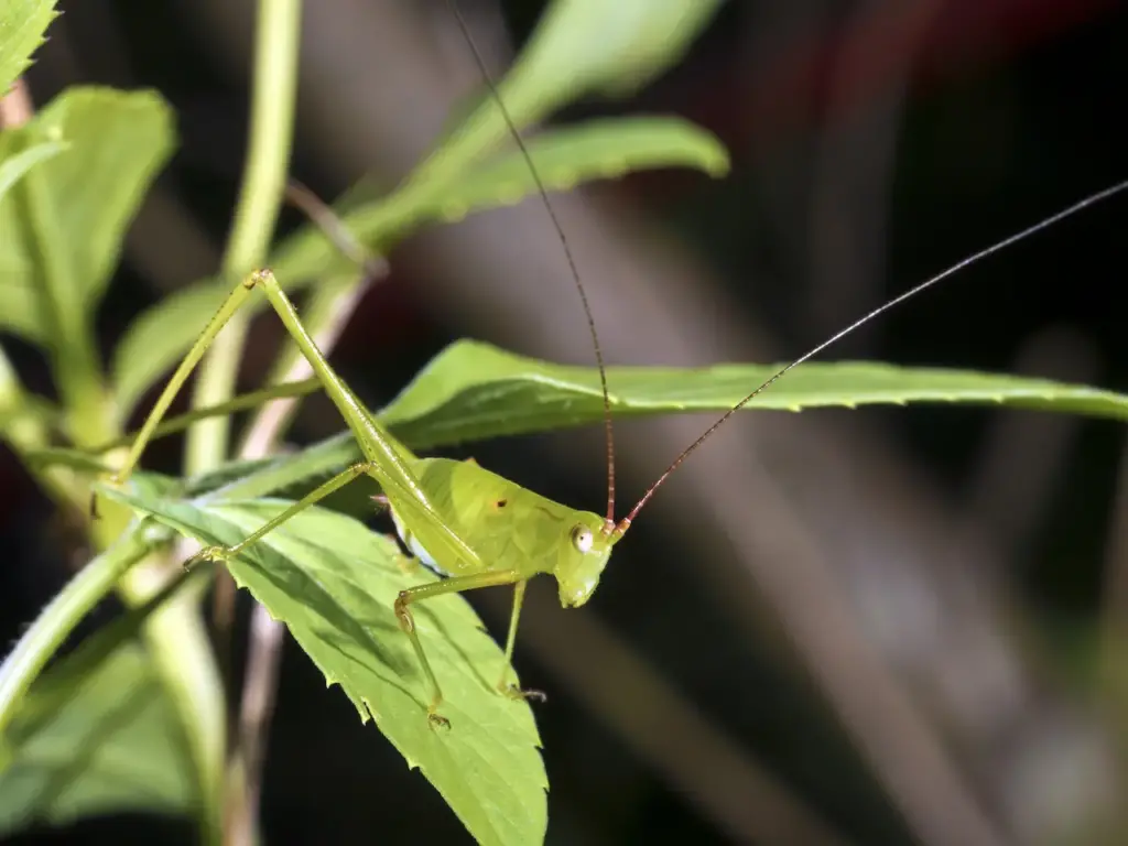 A Green Bush Crickets Or Katydids, What Eats Crickets?