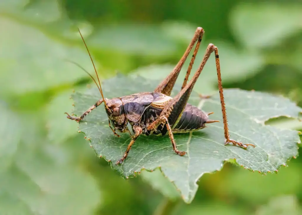 Dark Bush-cricket Resting On A Leaf, What Eats Crickets?