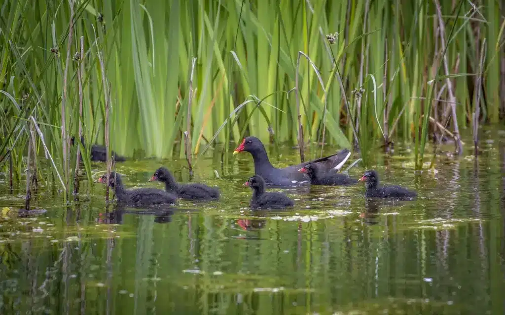 Dusky Moorhen With Its Chicks Swims On The River Together