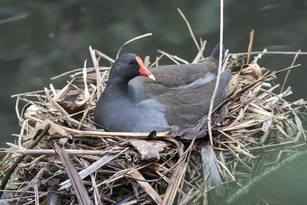 Dusky Moorhen Sitting On Its Nest