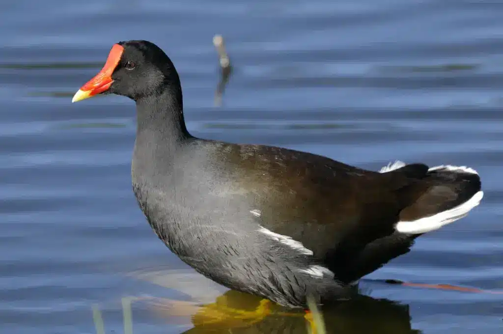 Dusky Moorhen Swims On The Pond 