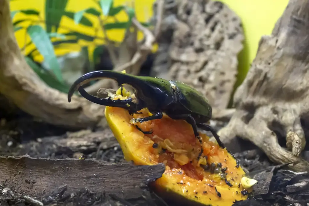 Five-horned Rhinoceros Beetle Eating A Fruit. What Eats Beetles? 