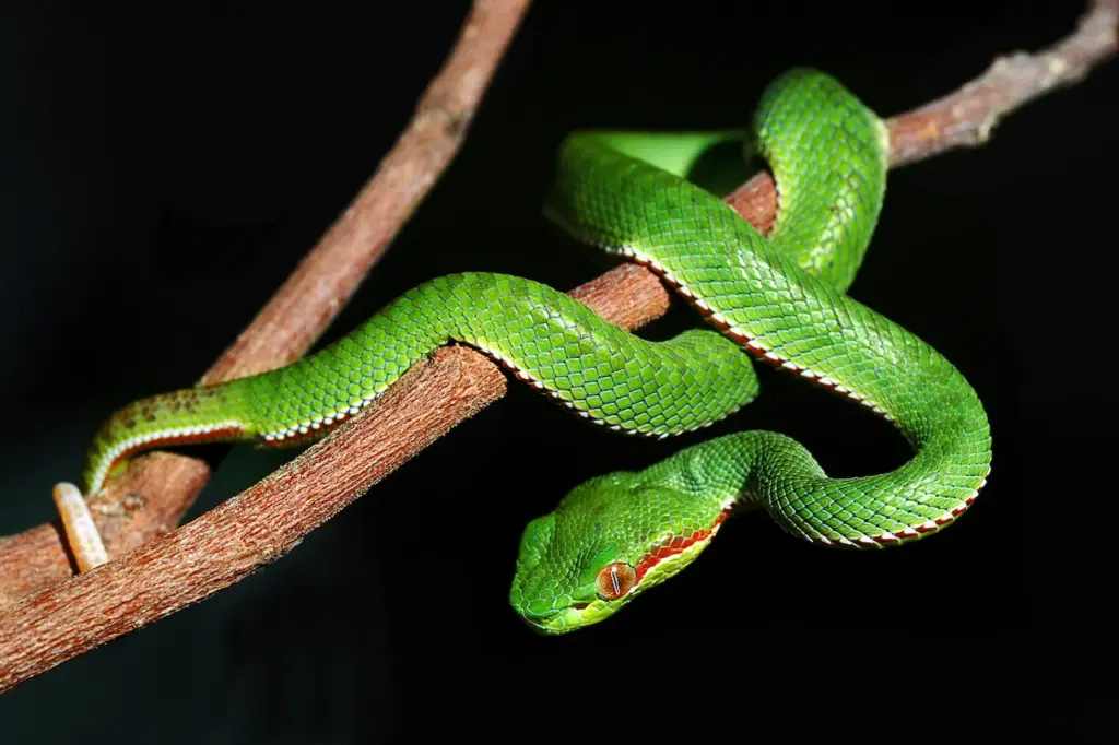 Green Snake on the Tree 