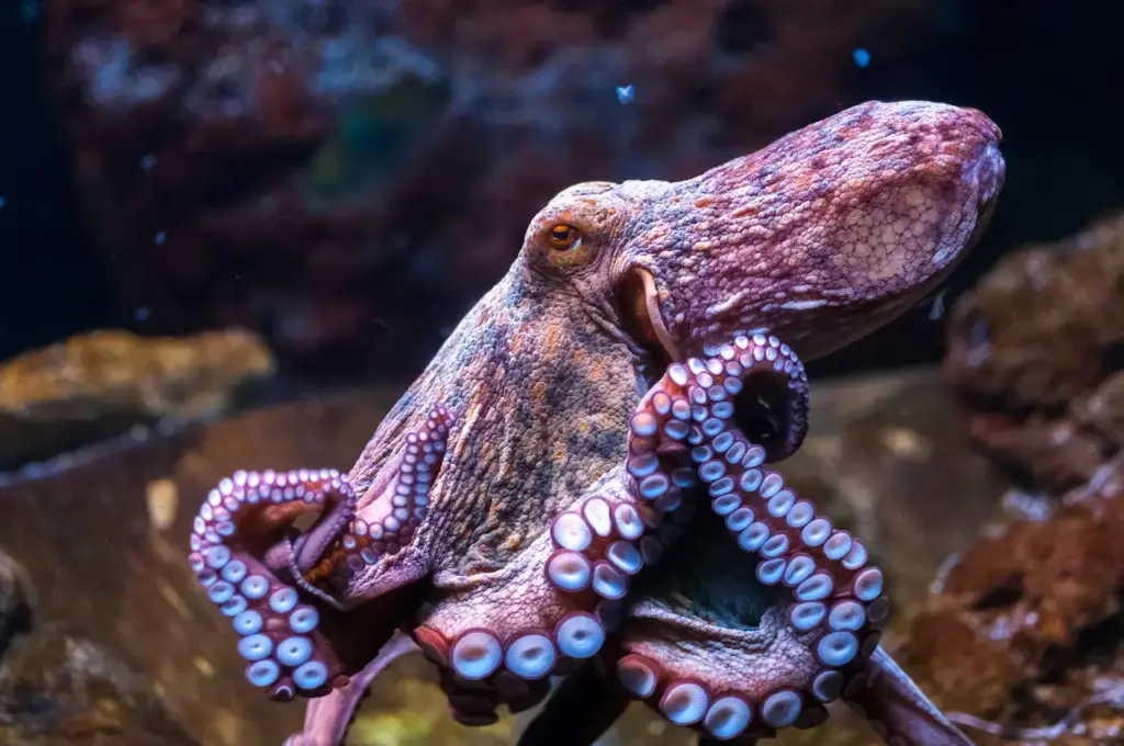 Octopus in the Water