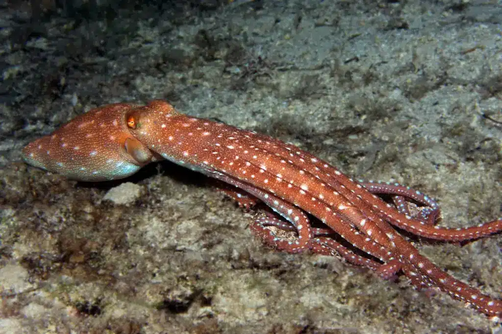 Octopus Underwater 