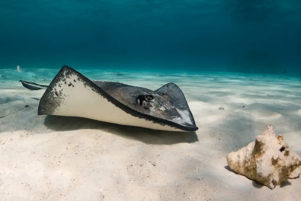 Southern Stingray Swimming Over the Sand