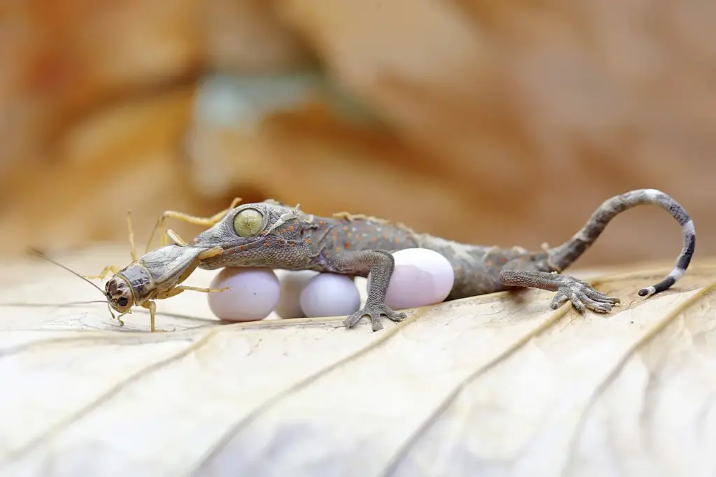 A Tokay Gecko Eating A Cricket, What Eats Crickets?