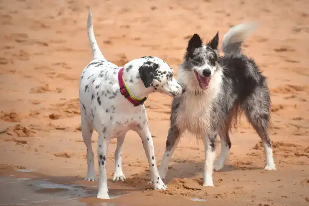 Two Dogs Playing On The Beach