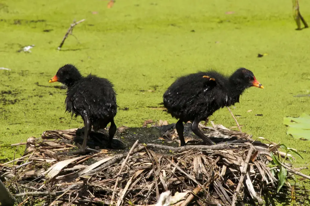 Two Dusky Moorhen Chicks Standing On Their Nest