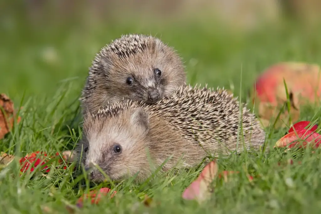 Two Hedgehog on the Grass 