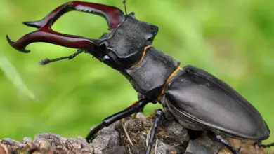 What Eats Beetles? Stag Beetles Crawling