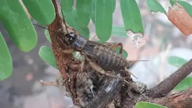 What Eats Crickets? A Cricket Crawling On A Branch