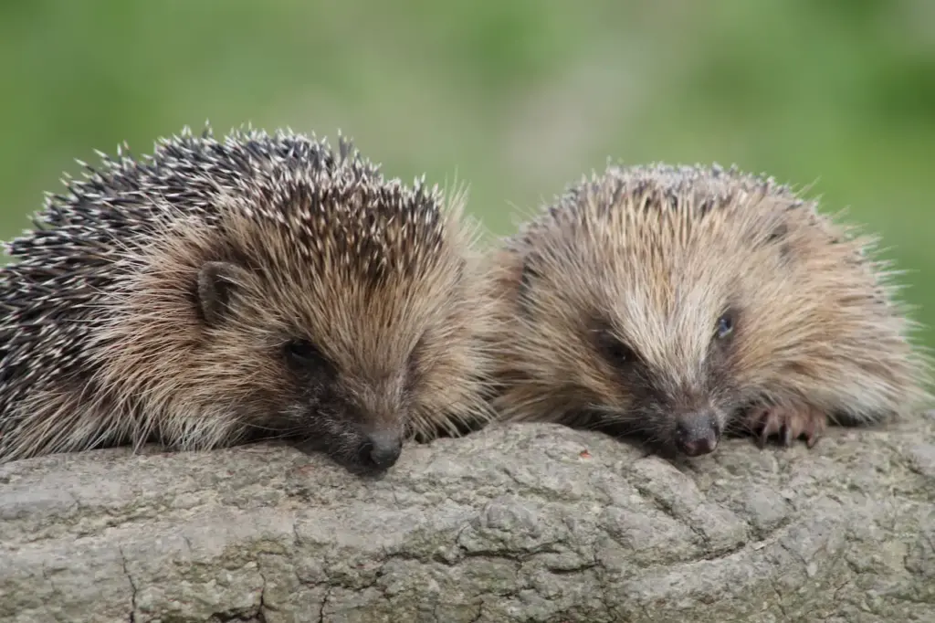 What Eats Hedgehogs