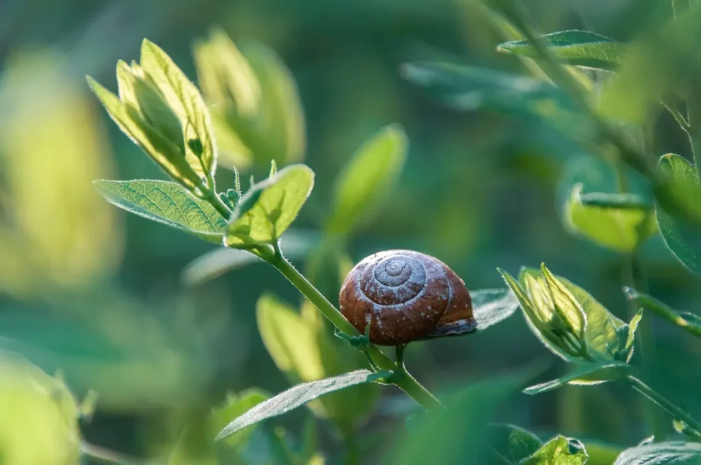 Snail On A Plant