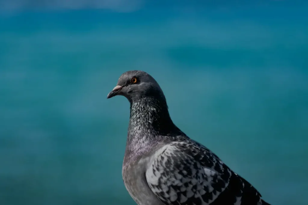 Close Up Of A Pigeon